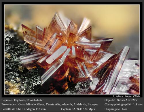 Erythrite with Conichalcite<br />Cerro Minado, Huércal-Overa, Comarca Levante Almeriense, Almería, Andalucía, España<br />fov 1.8 mm<br /> (Author: ploum)