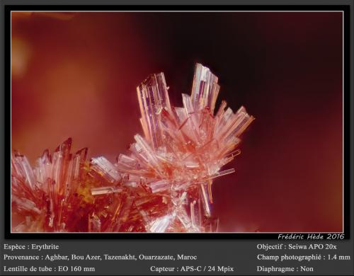 Erythrite<br />Mina Aghbar (Mina Arhbar), Distrito minero Bou Azzer, Provincia Zagora, Región Drâa-Tafilalet, Marruecos<br />fov 1.4 mm<br /> (Author: ploum)