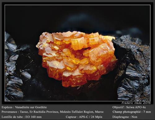 Vanadinite on Goethite<br />Taouz, Provincia Er Rachidia, Región Drâa-Tafilalet, Marruecos<br />fov 7 mm<br /> (Author: ploum)