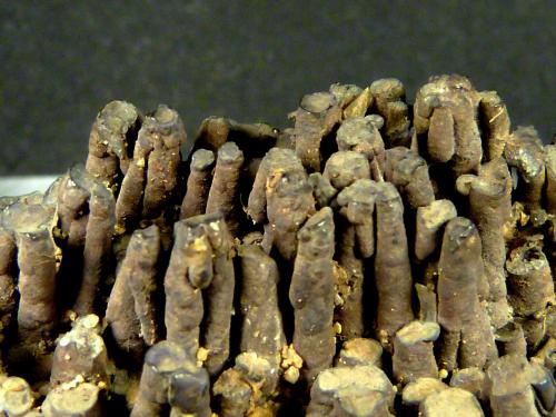 Criptomelana<br />Minas Gerais, Brasil<br />5 x 3,5 x 2 cm.<br /> (Autor: Felipe Abolafia)