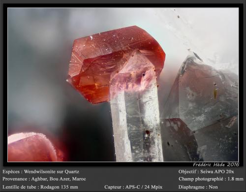 Wendwilsonite on Quartz<br />Mina Aghbar (Mina Arhbar), Distrito minero Bou Azzer, Provincia Zagora, Región Drâa-Tafilalet, Marruecos<br />fov 1.8 mm<br /> (Author: ploum)