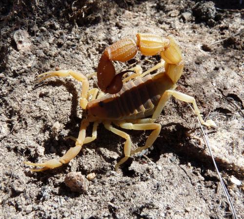 Parabuthus capensis (Author: Pierre Joubert)