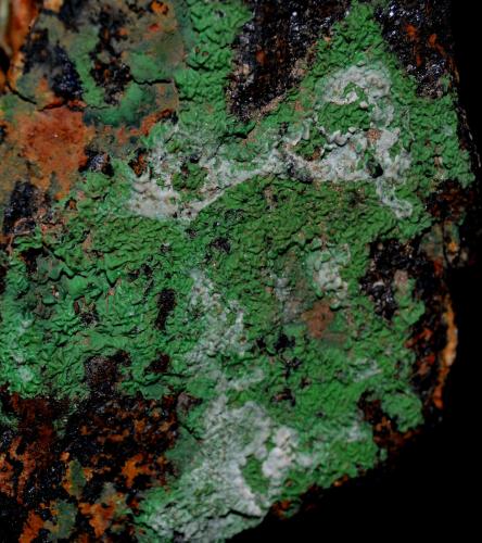 Conicalcita<br />Calicata Dolores, Pastrana, Mazarrón / Águilas, Comarca Alto Guadalentín, Región de Murcia (Murcia), España<br />4,5cm x 4cm<br /> (Autor: DPC)
