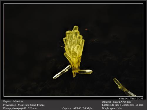 Mimetite<br />Mas Dieu, Mercoirol, Alès, Gard, Occitanie, France<br />fov 2.2 mm<br /> (Author: ploum)