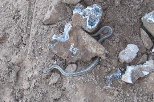 65 cm. Garter snake. Harmless. (Author: vic rzonca)