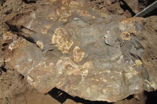 Stromatolite sign in the dolostone. Early life and deep time. (Author: vic rzonca)