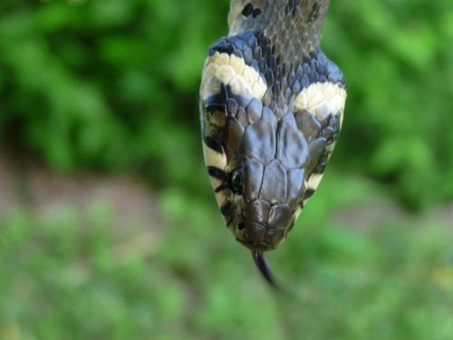 _Natrix natrix (of course a snake, not a mineral ;-))<br /><br /><br /> (Author: Tobi)