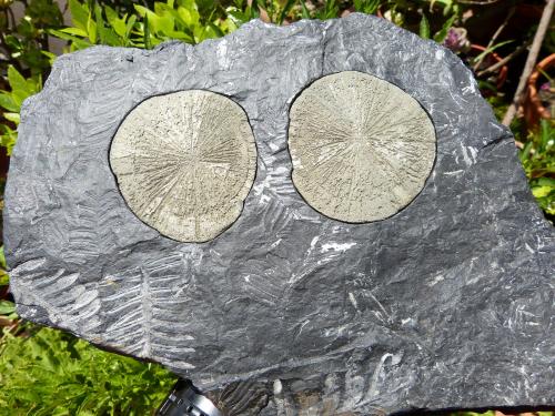Pirita<br />Sparta, Randolph County, Illinois, USA<br />32 x 22 cm<br /> (Autor: nerofis2)