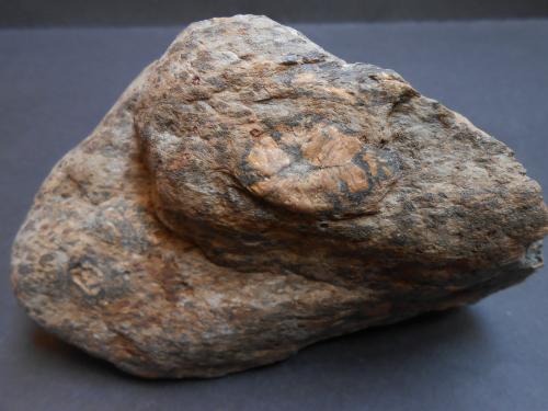 Cianita pseudomórfica de Andalucita<br />Trevélez, Comarca Alpujarra Granadina, Granada, Andalusia, Spain<br />13 x 8 x 7 cm<br /> (Autor: Antonio Alcaide)