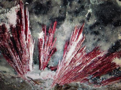 Kermesite<br />Pezinok, Pezinok District, Bratislava Region, Slovak Republic<br />9.5 x 5 x 6 cm<br /> (Author: JC)