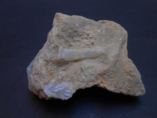 Celestina<br />Agost, Comarca Campo de Alicante, Alicante / Alacant, Valencian Community / Comunitat Valenciana, Spain<br />7,5 x 5 x 4 cm<br /> (Autor: Antonio Alcaide)