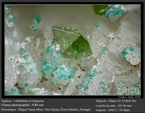 Libethenite and Turquoise<br />Miguel Vacas Mine, Pardais and Conceição Parish, Vila Viçosa, Évora District, Alentejo Central Province, Alentejo Region, Portugal<br />fov 0.80 mm<br /> (Author: ploum)