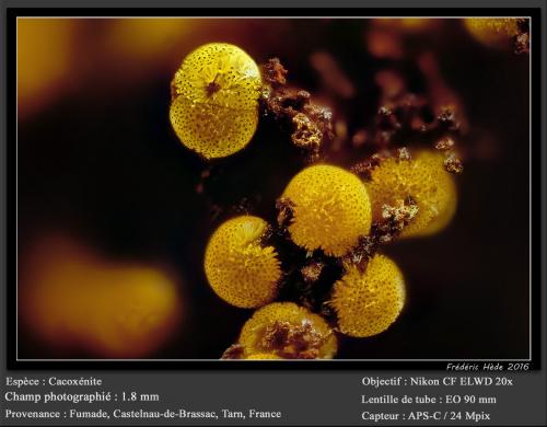 Cacoxenite<br />Fumade, Castelnau-de-Brassac, Tarn, Occitanie, France<br />fov 1.8 mm<br /> (Author: ploum)