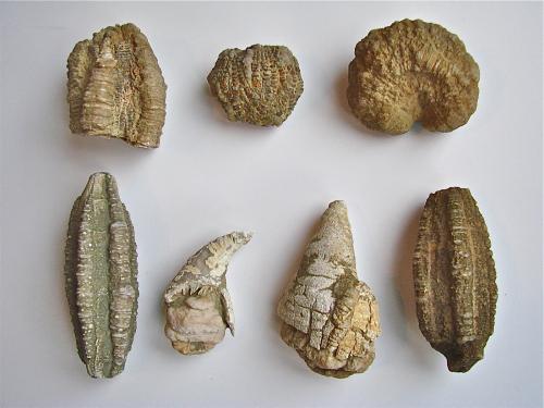 Quartz replacing fossil<br />Condado Monroe, Indiana, USA<br />from 3 cm to about 7 cm<br /> (Author: Bob Harman)