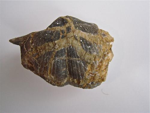 Quartz replacing fossil<br />Condado Monroe, Indiana, USA<br />5.5 cm<br /> (Author: Bob Harman)