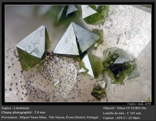 Libethenite and Turquoise<br />Miguel Vacas Mine, Pardais and Conceição Parish, Vila Viçosa, Évora District, Alentejo Central Province, Alentejo Region, Portugal<br />fov 2.0 mm<br /> (Author: ploum)