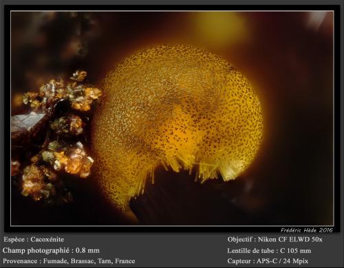 Cacoxenite<br />Fumade, Castelnau-de-Brassac, Tarn, Occitanie, France<br />fov 0.80 mm<br /> (Author: ploum)