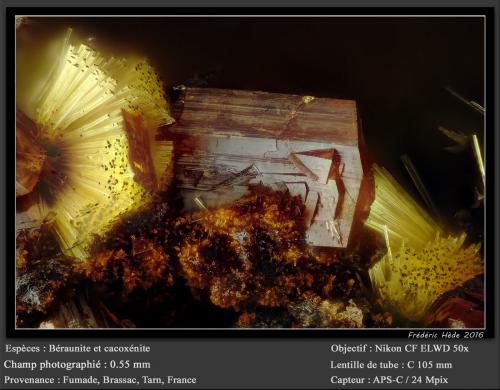 Beraunite and Cacoxenite<br />Fumade, Castelnau-de-Brassac, Tarn, Occitanie, Francia<br />fov 0.55 mm<br /> (Author: ploum)