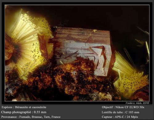 Beraunite and Cacoxenite<br />Fumade, Castelnau-de-Brassac, Tarn, Occitanie, France<br />fov 0.55 mm<br /> (Author: ploum)