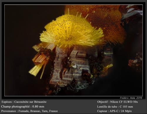 Cacoxenite on Beraunite<br /><br />fov 0.8 mm<br /> (Author: ploum)