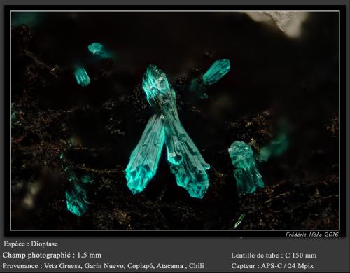 Dioptase<br />Veta Gruesa Mine, Garín Nuevo District, Copiapó Province, Atacama Region, Chile<br />fov 1.5 mm<br /> (Author: ploum)