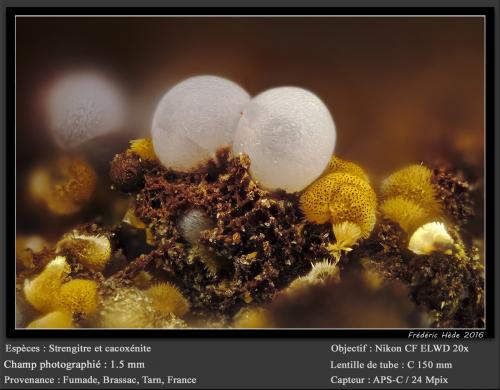 Strengite and Cacoxenite<br />Fumade, Castelnau-de-Brassac, Tarn, Occitanie, France<br />fov 1.5 mm<br /> (Author: ploum)