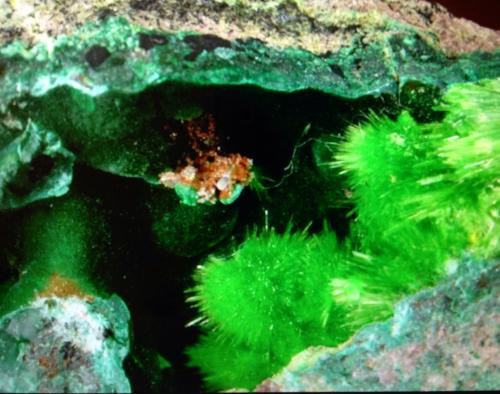 Cuprosklodowskite<br />Musonoi Mine, Kolwezi, Kolwezi District, Lualaba, Katanga Copper Crescent, Katanga (Shaba), Democratic Republic of the Congo (Zaire)<br />6.6 cm<br /> (Author: JC)
