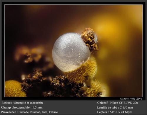 Strengite and Cacoxenite<br />Fumade, Castelnau-de-Brassac, Tarn, Occitanie, France<br />fov 1.5 mm<br /> (Author: ploum)