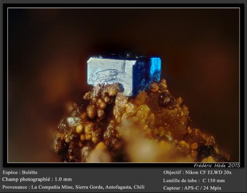 Boleite<br />La Compañía Mine, Caracoles, Sierra Gorda District, Tocopilla Province, Antofagasta Region, Chile<br />fov 1.0 mm<br /> (Author: ploum)