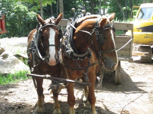 Alice is on the right. They use this team to plow, harrow and haul. (Author: vic rzonca)