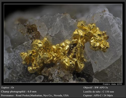Gold<br />Manhattan, Manhattan District, Nye County, Nevada, USA<br />fov 6.0 mm<br /> (Author: ploum)