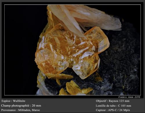 Wulfenite<br />Mibladen (distrito minero Mibladen), Midelt, Provincia Midelt, Región Drâa-Tafilalet, Marruecos<br />fov 20 mm<br /> (Author: ploum)