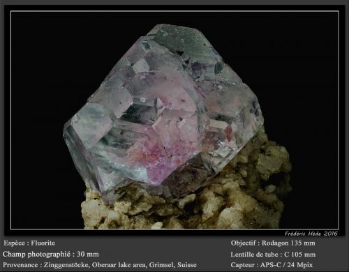 Fluorite<br />Zinggenstöcke, Zona Lago Oberaar, Zona Grimsel, Valle Hasli, Berna, Suiza<br />fov 30 mm<br /> (Author: ploum)