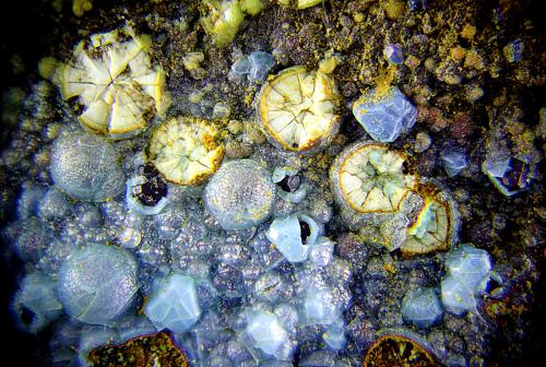 Alofana recubriendo Cuprita y otas mineralizaciones.<br />Cala Mines, Cala, Comarca Sierra de Huelva, Huelva, Andalusia, Spain<br />Campo de visión de 3mm.<br /> (Autor: Antonio Carmona)