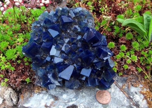 fluorite<br />Rogerley Mine, Frosterley, Weardale, North Pennines Orefield, County Durham, England / United Kingdom<br />12 cm across<br /> (Author: Jesse Fisher)