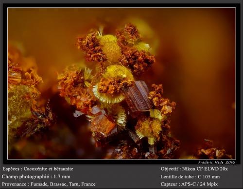 Cacoxenite and Beraunite<br />Fumade, Castelnau-de-Brassac, Tarn, Occitanie, France<br />fov 1.7 mm<br /> (Author: ploum)