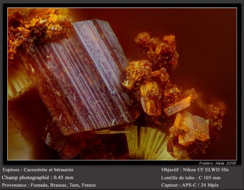 Beraunite and Cacoxenite<br />Fumade, Castelnau-de-Brassac, Tarn, Occitanie, France<br />fov 0.45 mm<br /> (Author: ploum)