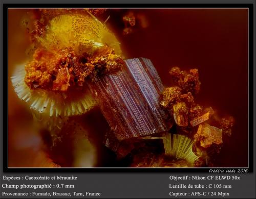 Beraunite and Cacoxenite<br />Fumade, Castelnau-de-Brassac, Tarn, Occitanie, France<br />fov 0.70 mm<br /> (Author: ploum)