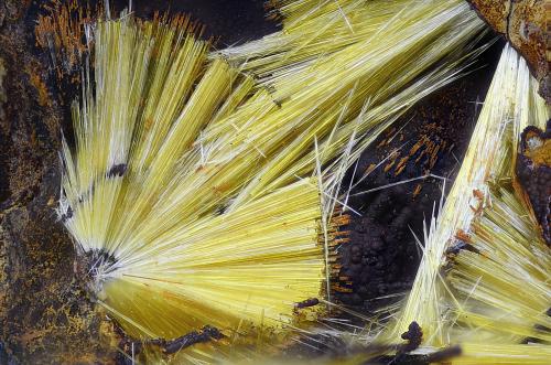 Cacoxenita<br />Rotläufchen Mine, Waldgirmes, Wetzlar, Lahn-Dill-Kreis, Gießen Region, Hesse/Hessen, Germany<br />Campo de visión 2,2 mm.<br /> (Autor: Juan Miguel)