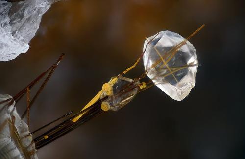 Rutilo, Calcita<br />Canteras de Mármol, Macael, Comarca Valle del Almanzora, Almería, Andalucía, España<br />Campo de visión 2,2 mm.<br /> (Autor: Juan Miguel)