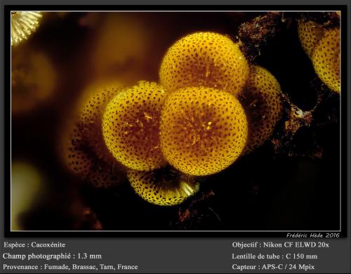 Cacoxenite<br />Fumade, Castelnau-de-Brassac, Tarn, Occitanie, France<br />fov 1.3 mm<br /> (Author: ploum)