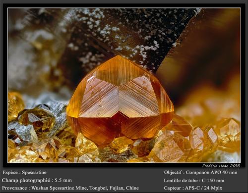 Spessartine<br />Catas Spessartina Wushan, Tongbei, Yunxiao, Prefectura Zhangzhou, Provincia Fujian, China<br />fov 5.5 mm<br /> (Author: ploum)