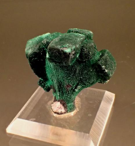 Malachite pseudomorph after Azurite<br />New Cornelia Mine, Ajo, Little Ajo Mountains, Ajo District, Pima County, Arizona, USA<br />42mm x 33mm<br /> (Author: Don Lum)