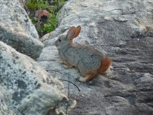 Same as above.  It is seldom that you get the opportunity to get close to these mountain creatures to photograph them.  Talking to them helps:-) (Author: Pierre Joubert)