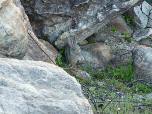 Smith’s red rock hare. (Author: Pierre Joubert)