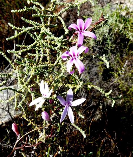 One of my favourite wild flowers; a vine with beautiful flowers. (Author: Pierre Joubert)