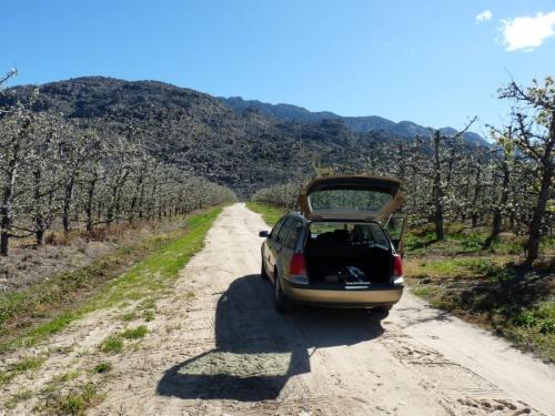 A quick stop in the pear orchard to take a picture.  The pear trees are in full bloom. (Author: Pierre Joubert)