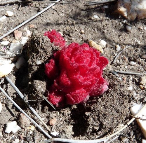 While ascending the steep outcrop, I could not help enjoying all the flowers.  This strange plant/flower has always intrigued me. (Author: Pierre Joubert)