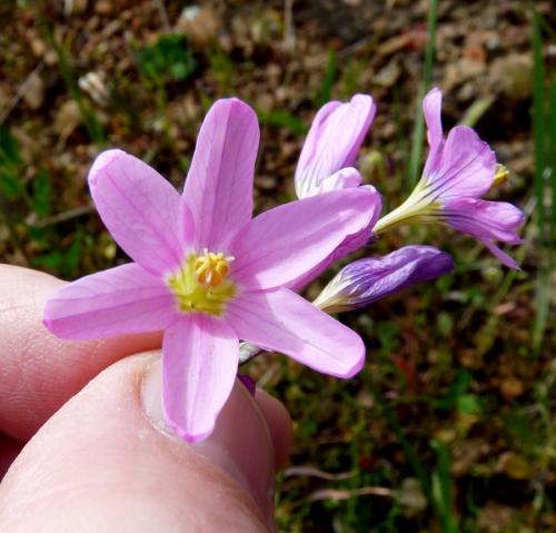 Flowers on the way.  This flower always faces down, away from the sun. (Author: Pierre Joubert)