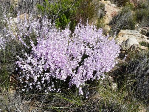 More flower magic! (Author: Pierre Joubert)